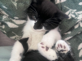 Kitten Black and White