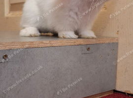 Female 8 week old Rabbit