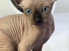 Sphynx  Canadian kittens 3 makes ready ti leave now