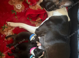 Boston Terrier Puppies