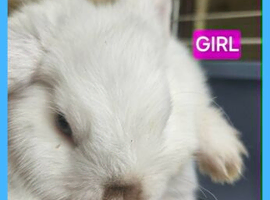 Mini lop girl point 10 weeks old