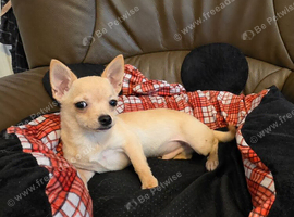 Chihuahuas for sale