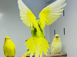 Budgies