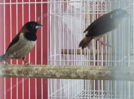 Black-faced Munia