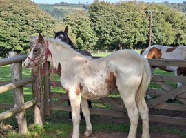 Beautiful Appaloosa Filly Foal