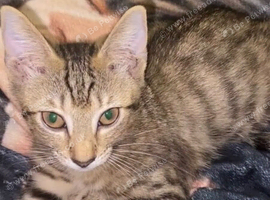 Girl Kitten in Hounslow