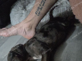Staffy cross