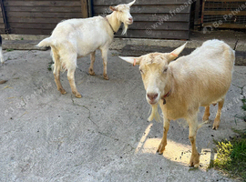 Two British Guernsey Goats