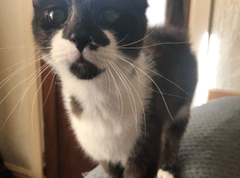 12 month old male kitten neutered