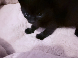 5 beautiful kittens in need of loving homes