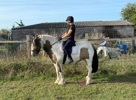 Cob dun and white mare