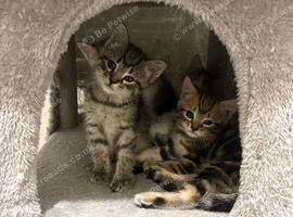 Gorgeous Bengal Kittens &ndash; 3 Boys