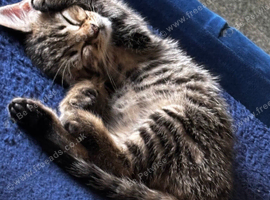 Rehome kitten