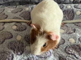 Re Available - Baby male Guinea Pig