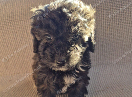 Stunning f2b cockapoos