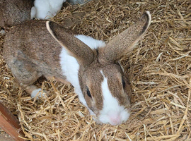 Dutch X English Spot baby bunnies