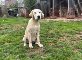 Lovely Labrador dog in need of a home
