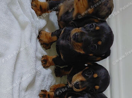 miniature dachsound puppys