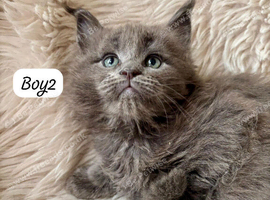 Beautiful Blue Smoke Maine Coon Kittens &ndash; TICA Registred