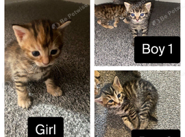 Bengal X Ginger Tabby