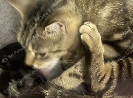 Kittens