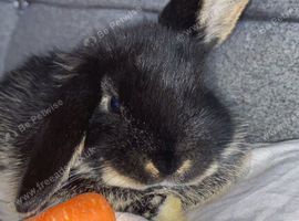 8week rabbit