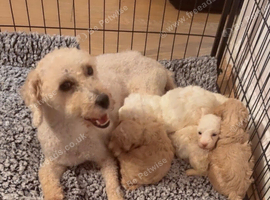 Shihpoo Mix
