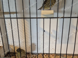 Gloster Canaries for sale