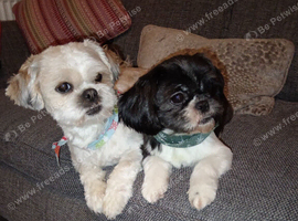 Shih tzu for sale