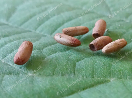 Cat Tien Stick Insect Eggs (Lobofemora Scheirei) Approx. 5-10