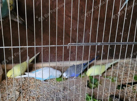 Budgies