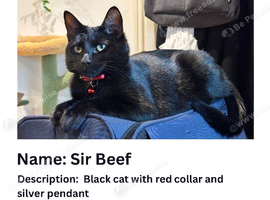 MISSING CAT