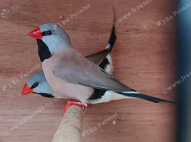 Long tale finches