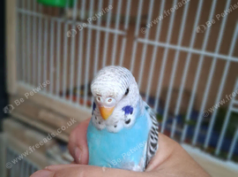 Budgies for sale