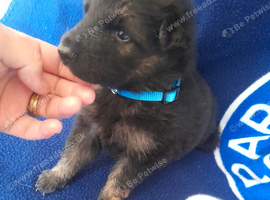 Straight back German shepherd pups