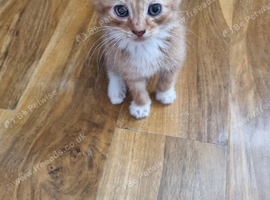 Lovely fluffy ginger kitten