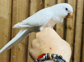 Quaker parrot