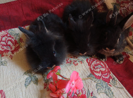 Netherland Dwarf baby crossbred Rabbits