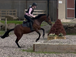 ~ Exceptional 140cm 5yo registered Class 1 Bay Connemara