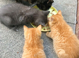 ginger female