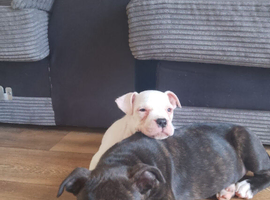 American bulldog Cross Staffordshire bull terrier