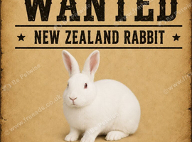 New Zealand Buck