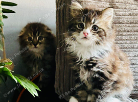 Scottish fold long hair