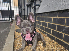 Female french bulldog