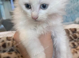 Adorable mainecoon/ scottish fold kittens!