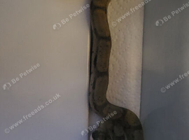 boa constrictor babys 4 weeks old