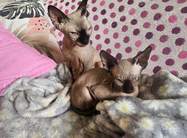 14 weeks ragdoll   mix Sphynx Girl &ndash; Blue Eyes