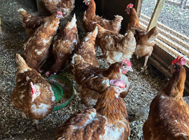 Ex commercial chickens