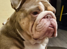Beutiful bully girl 3 years old