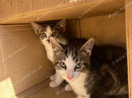 3 beautiful tabby kittens all girls